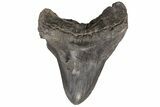 Fossil Megalodon Tooth - Monster Meg Tooth #78181-1